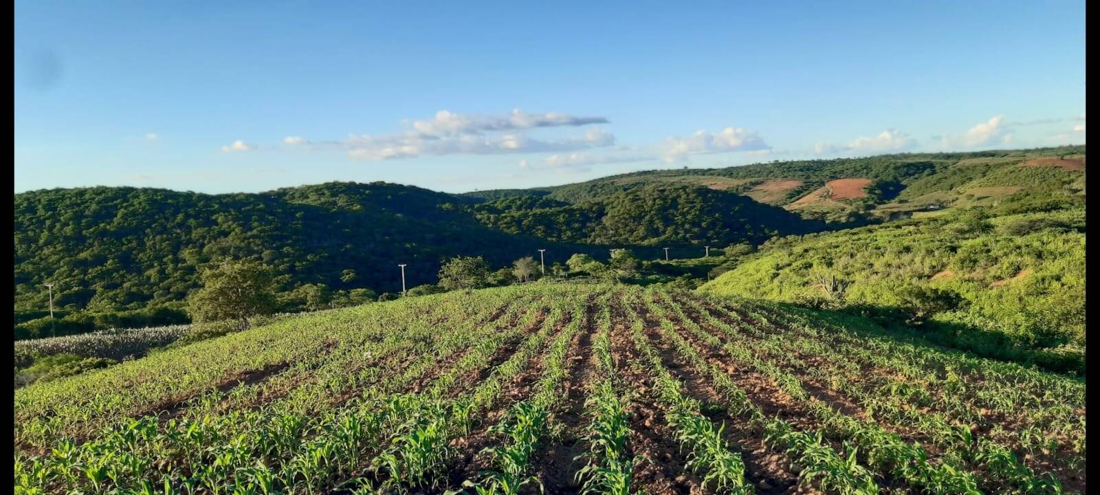 #61 - Área para Venda em Sítio do Quinto - BA